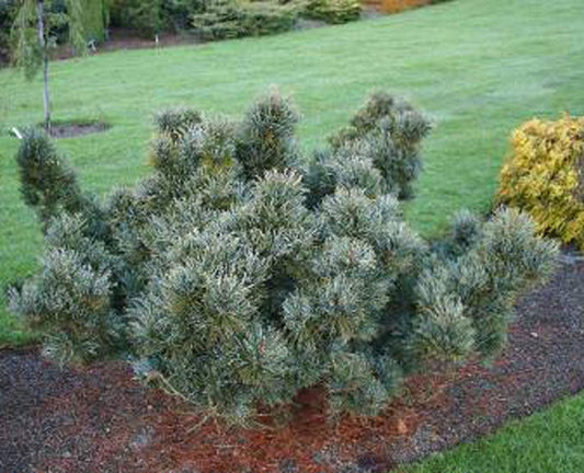 Pinus Parviflora 'jeddeloh' - View 1 from www redcrocus com