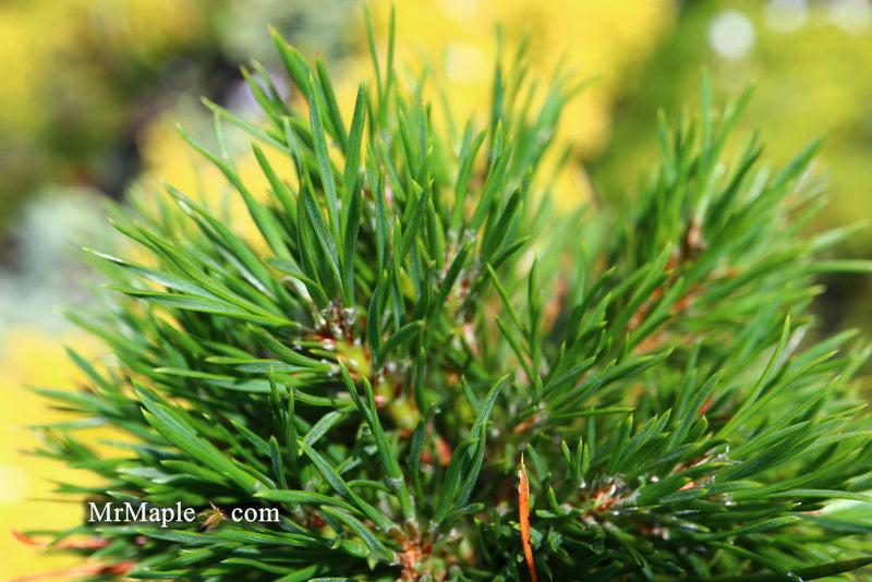 Pinus Parviflora 'jeddeloh' - View 21 from www redcrocus com