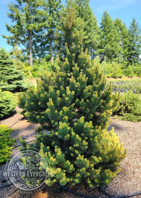 Pinus Parviflora 'jeddeloh' - View 23 from www redcrocus com