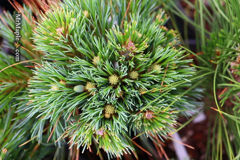 Pinus Parviflora 'jeddeloh' - View 3 from www redcrocus com