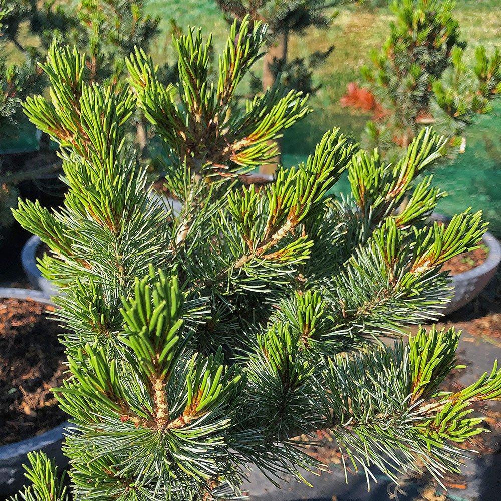 Pinus Parviflora 'jeddeloh' - View 4 from www redcrocus com