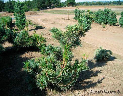 Pinus Parviflora 'jeddeloh' - View 6 from www redcrocus com