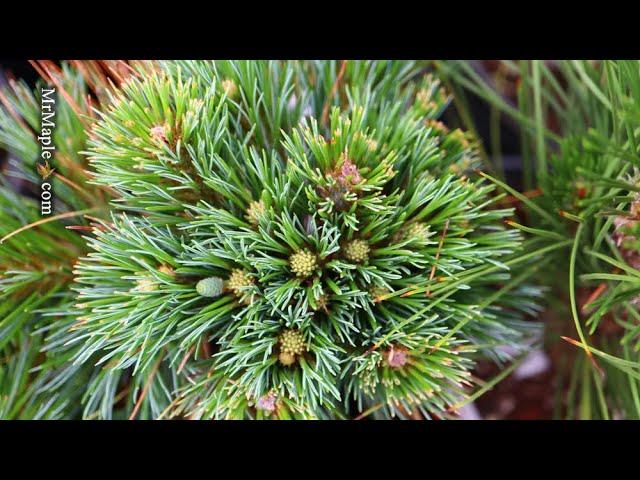 Pinus Parviflora 'jeddeloh' - View 7 from www redcrocus com