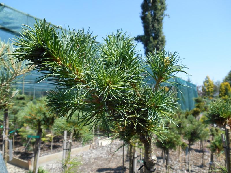 Pinus Parviflora 'jeddeloh' - View 8 from www redcrocus com