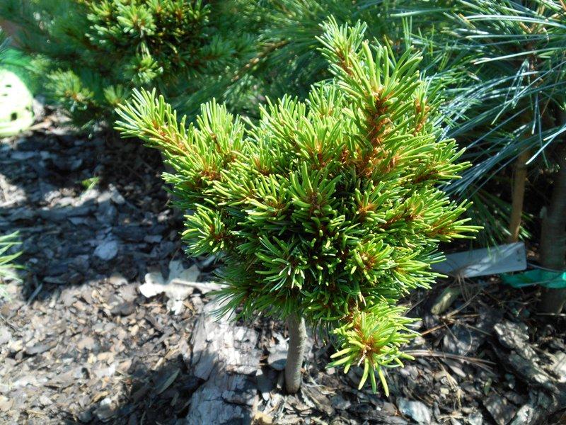 Pinus Parviflora 'jeddeloh' - View 9 from www redcrocus com