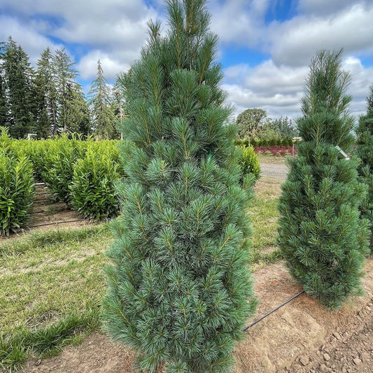 Pinus Strobus 'stowe Pillar' - View 11 from www redcrocus com