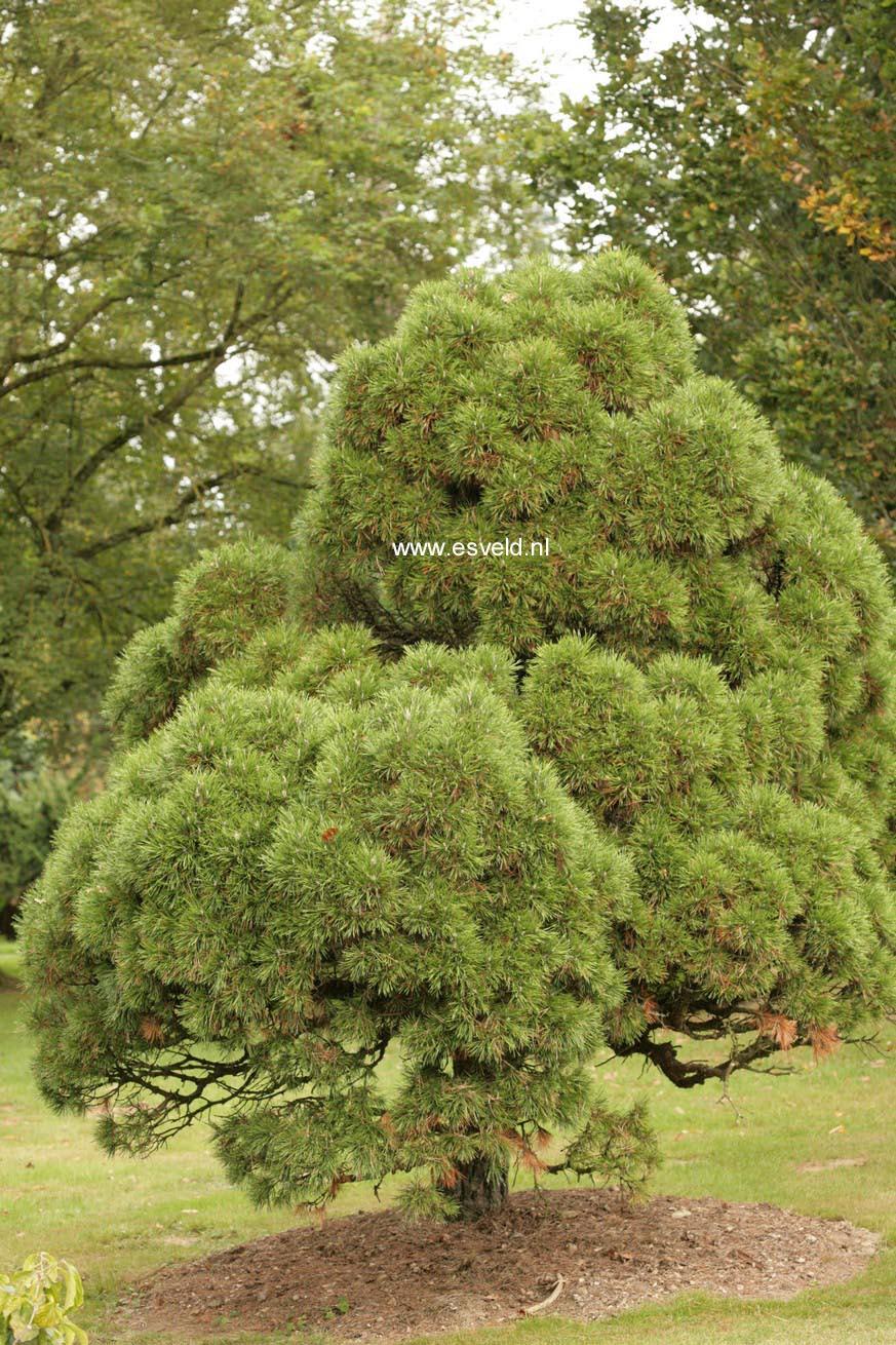 Pinus Sylvestris 'moseri' - View 12 from www redcrocus com