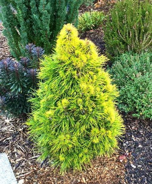Pinus Sylvestris 'moseri' - View 13 from www redcrocus com