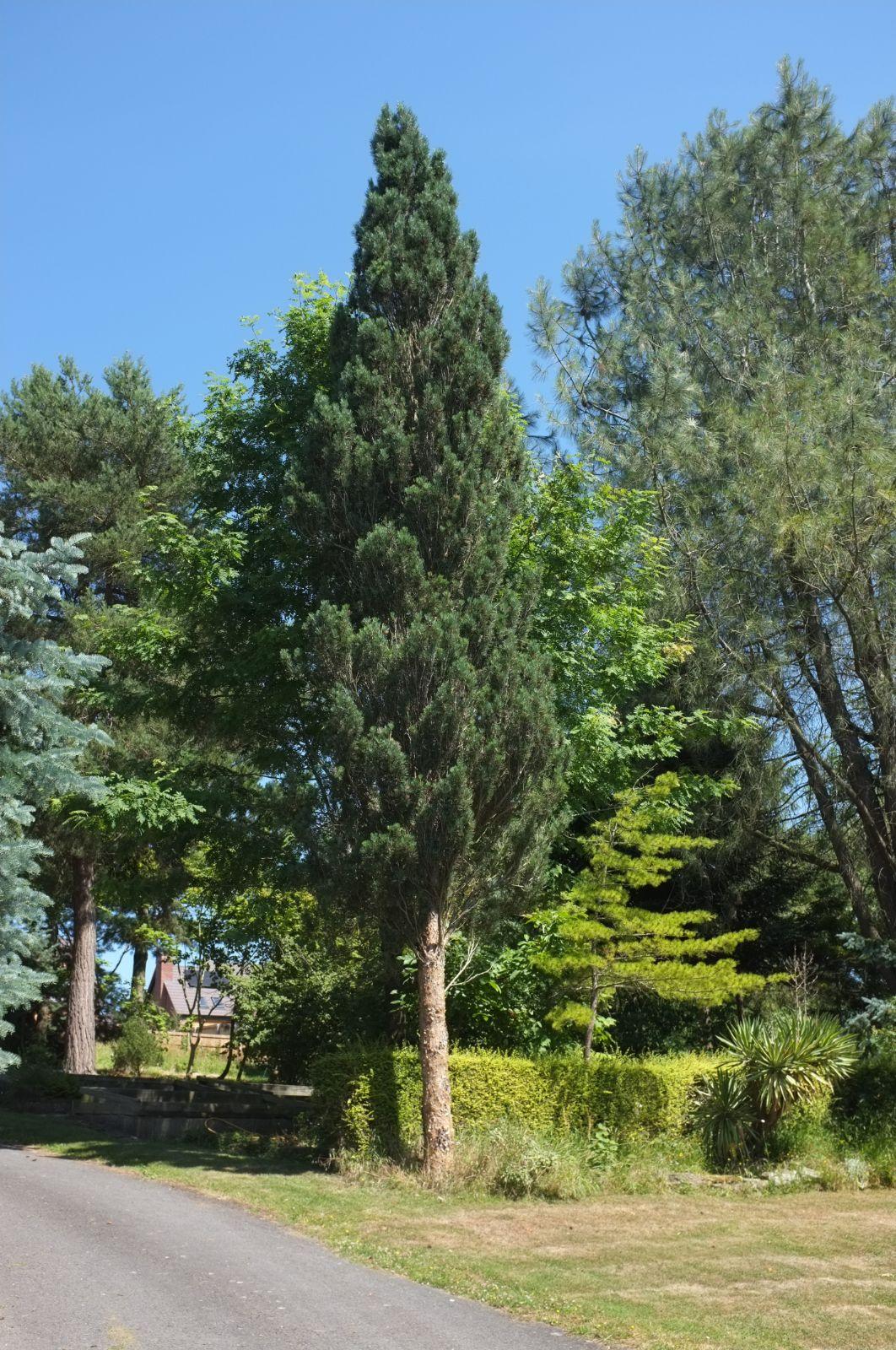 Pinus Sylvestris 'moseri' - View 14 from www redcrocus com