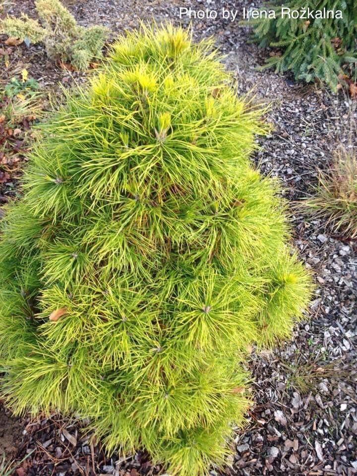 Pinus Sylvestris 'moseri' - View 15 from www redcrocus com