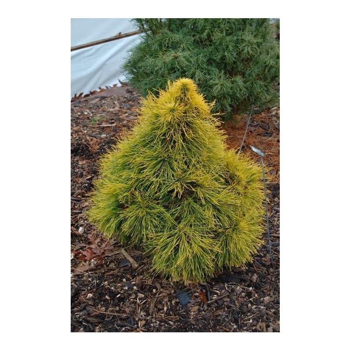 Pinus Sylvestris 'moseri' - View 16 from www redcrocus com