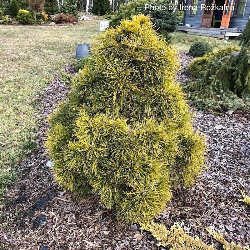 Pinus Sylvestris 'moseri' - View 18 from www redcrocus com