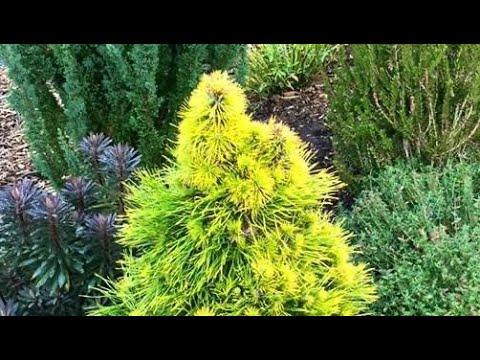 Pinus Sylvestris 'moseri' - View 19 from www redcrocus com