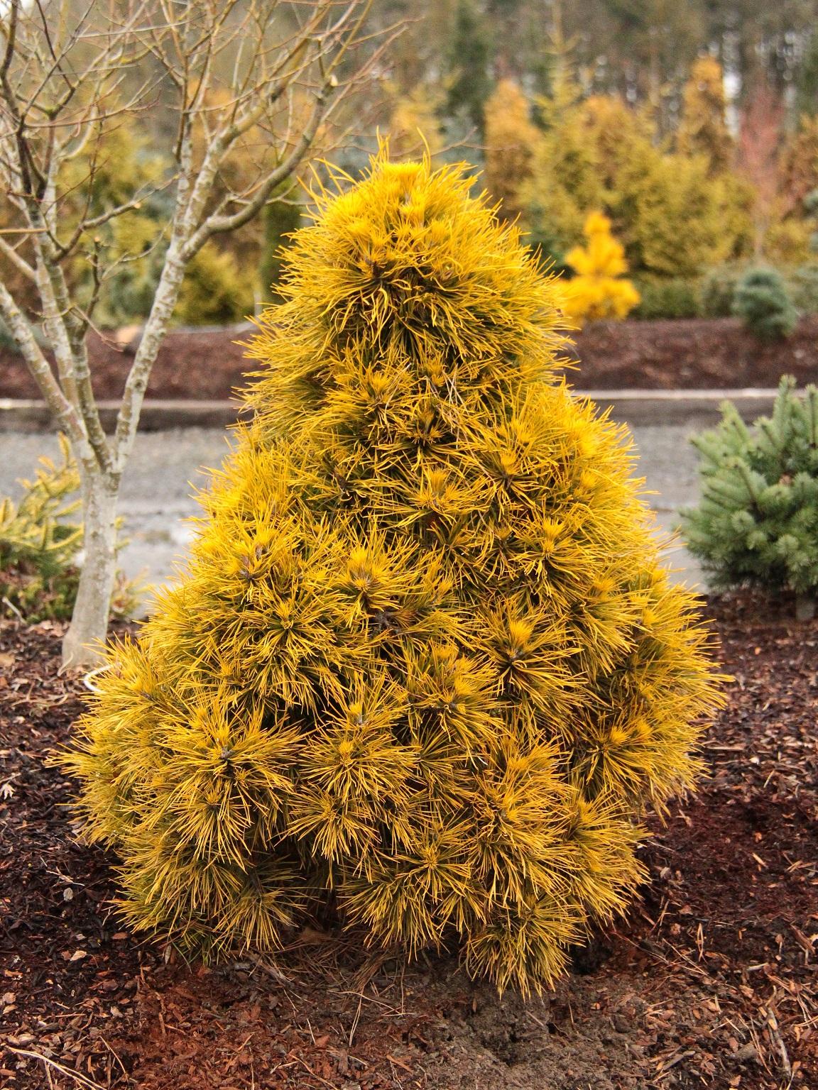 Pinus Sylvestris 'moseri' - View 1 from www redcrocus com