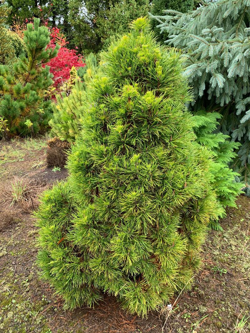 Pinus Sylvestris 'moseri' - View 20 from www redcrocus com