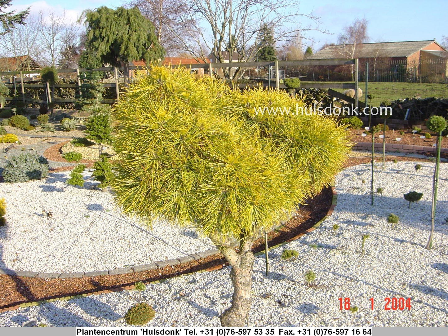 Pinus Sylvestris 'moseri' - View 21 from www redcrocus com