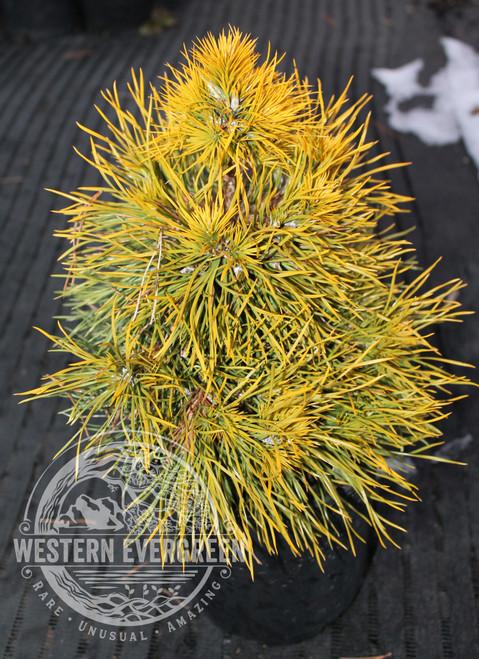 Pinus Sylvestris 'moseri' - View 23 from www redcrocus com