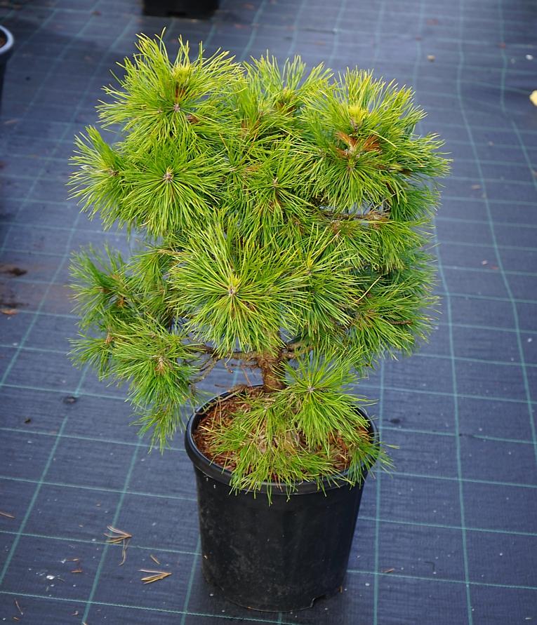 Pinus Sylvestris 'moseri' - View 24 from www redcrocus com