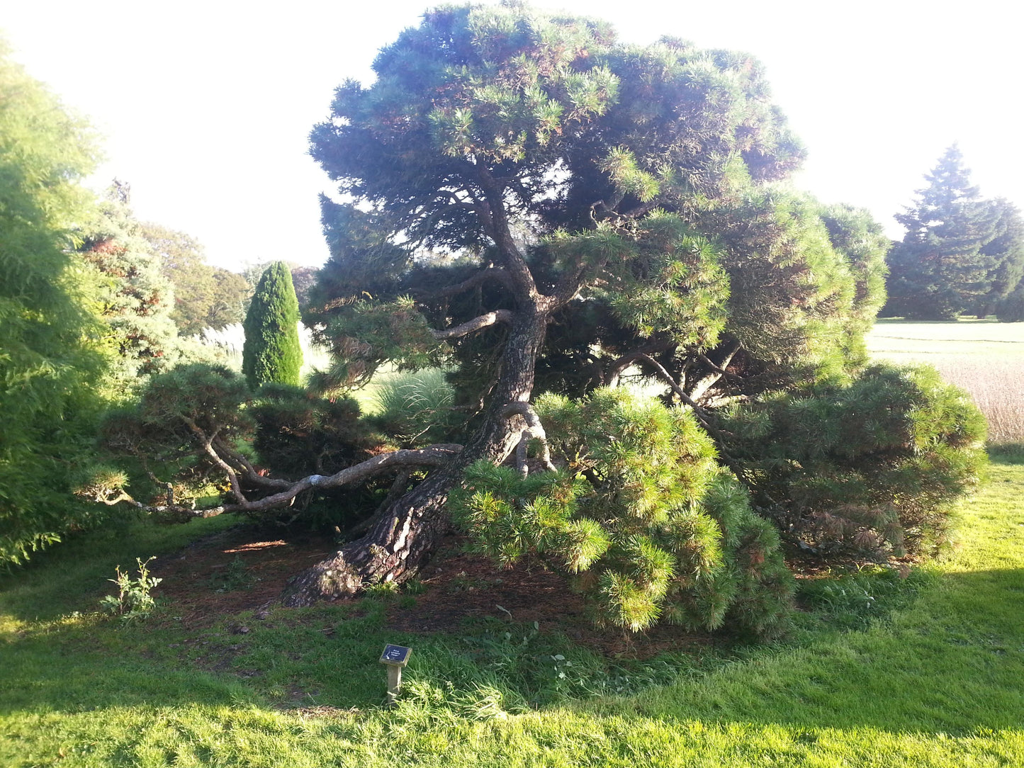 Pinus Sylvestris 'moseri' - View 25 from www redcrocus com