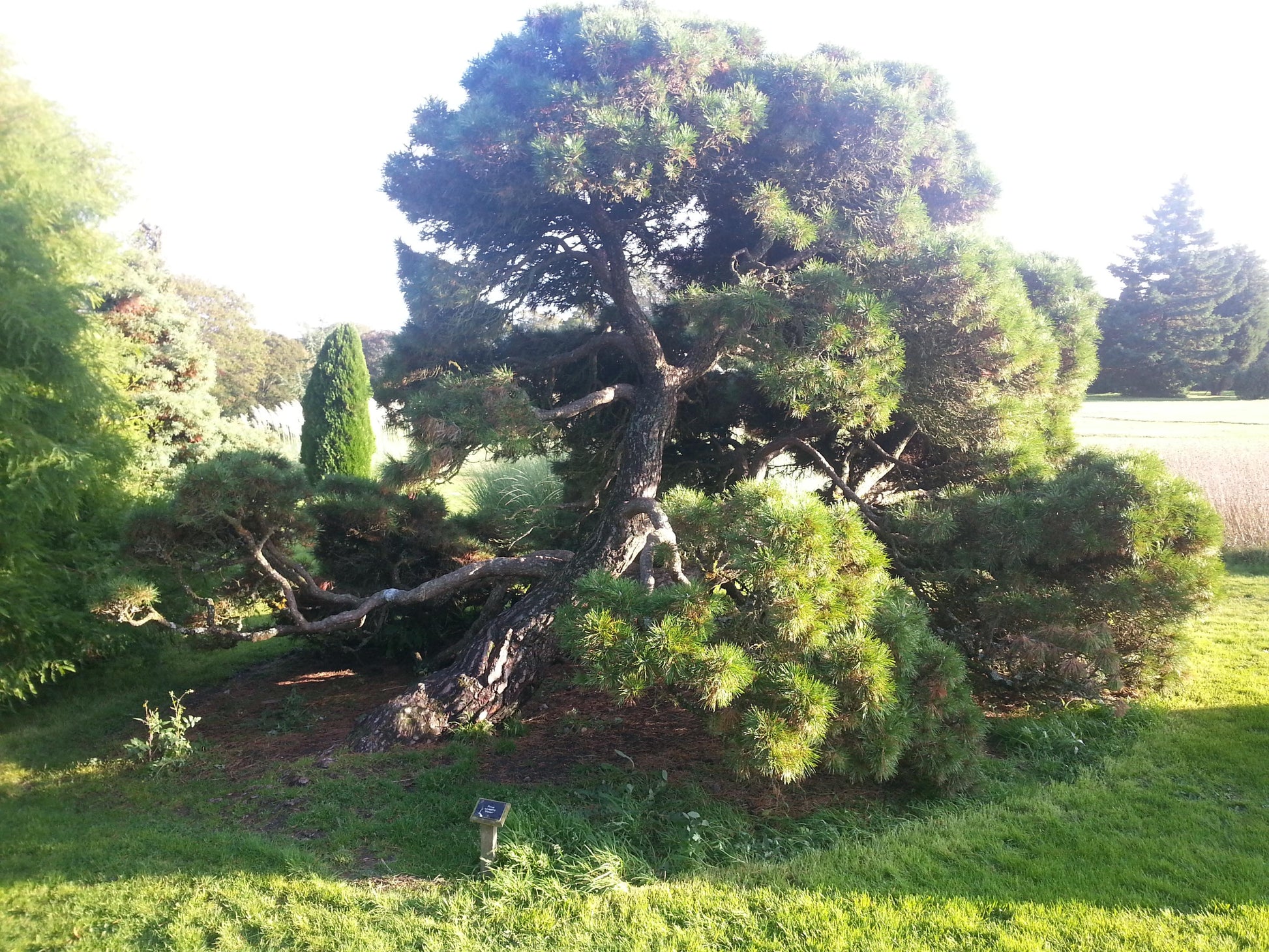 Pinus Sylvestris 'moseri' - View 25 from www redcrocus com
