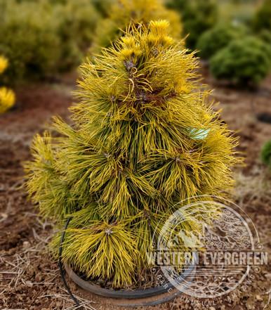 Pinus Sylvestris 'moseri' - View 26 from www redcrocus com