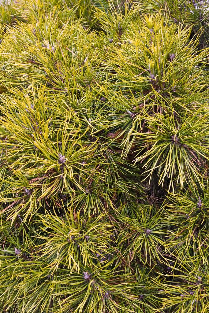 Pinus Sylvestris 'moseri' - View 27 from www redcrocus com