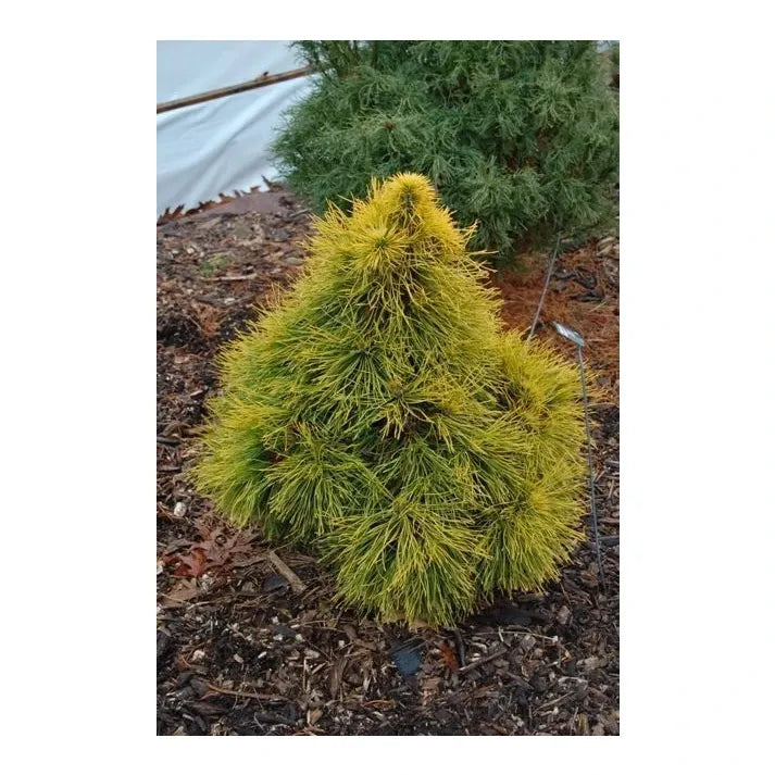 Pinus Sylvestris 'moseri' - View 29 from www redcrocus com