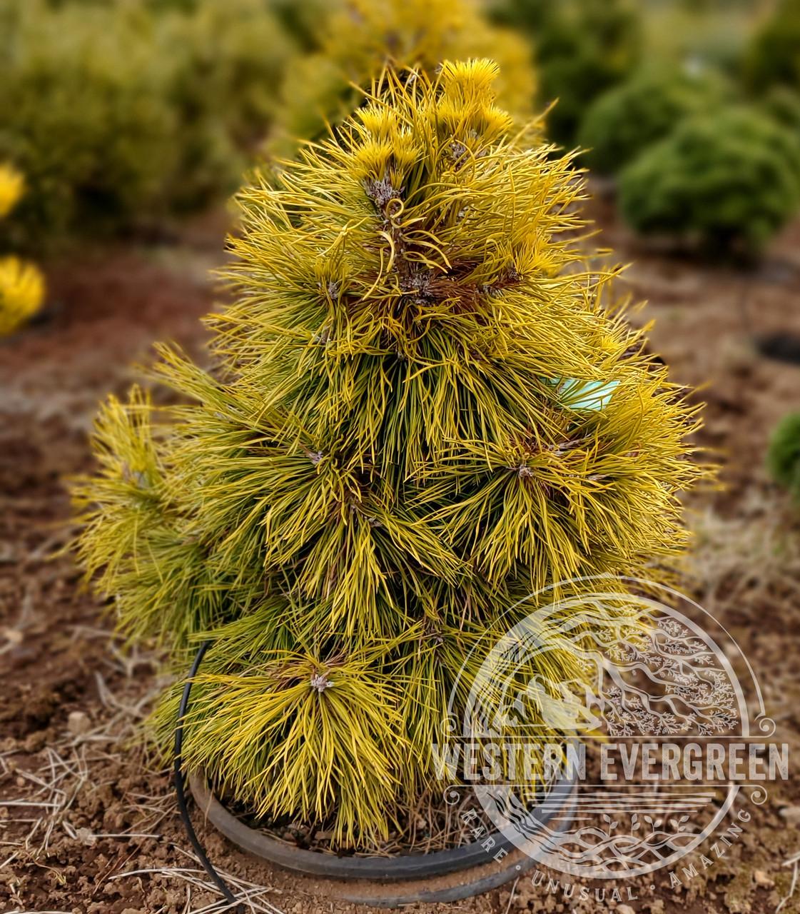 Pinus Sylvestris 'moseri' - View 2 from www redcrocus com