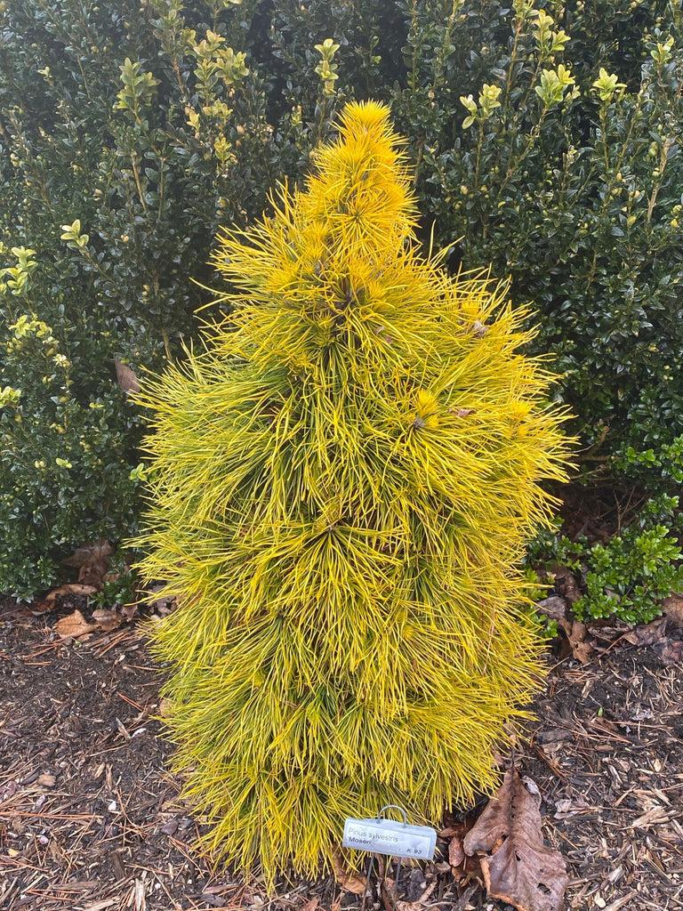 Pinus Sylvestris 'moseri' - View 3 from www redcrocus com