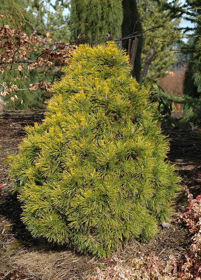 Pinus Sylvestris 'moseri' - View 4 from www redcrocus com