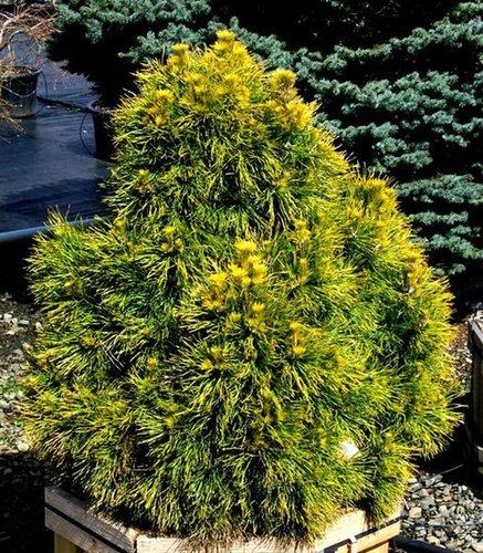 Pinus Sylvestris 'moseri' - View 5 from www redcrocus com