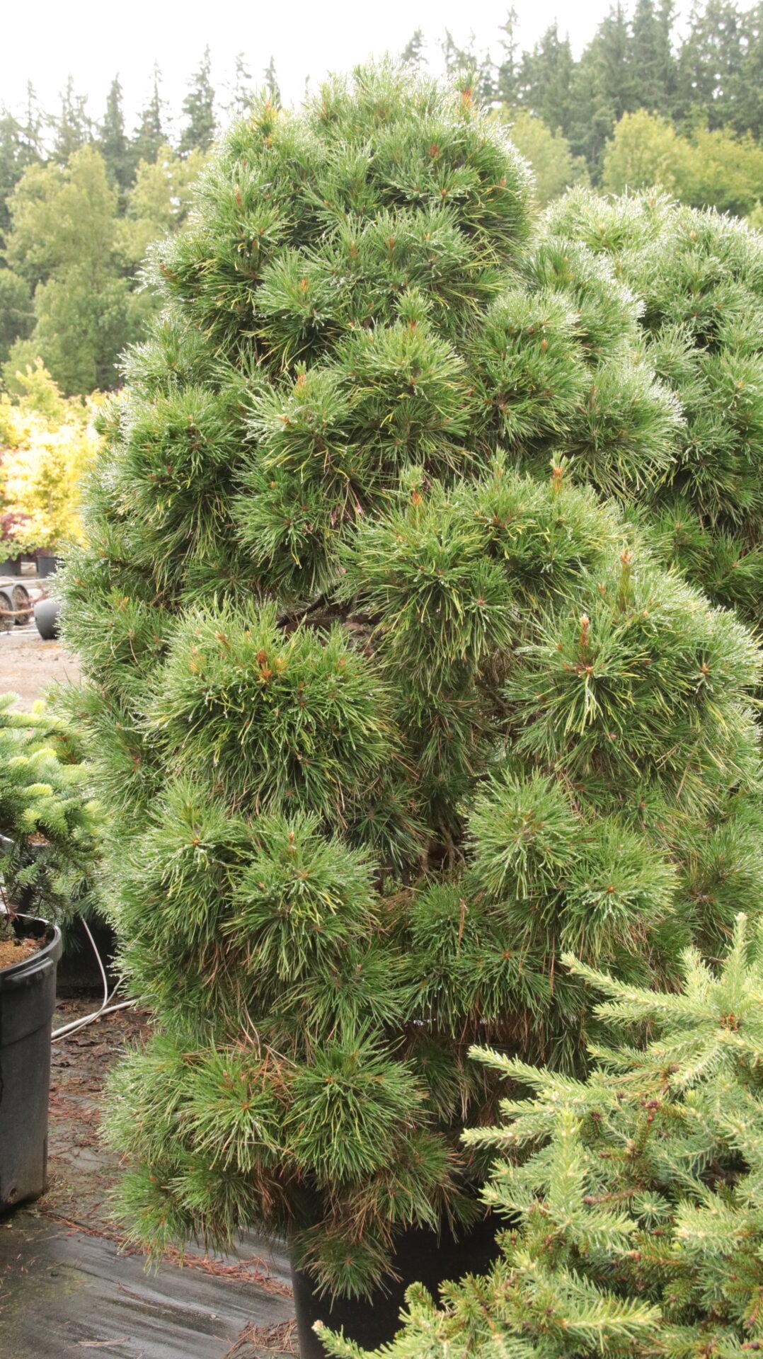 Pinus Sylvestris 'moseri' - View 6 from www redcrocus com