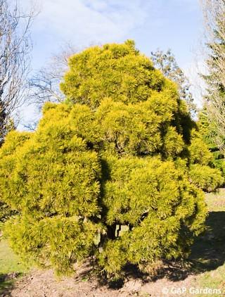 Pinus Sylvestris 'moseri' - View 7 from www redcrocus com