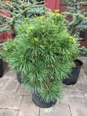 Pinus Sylvestris 'moseri' - View 8 from www redcrocus com