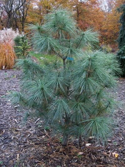 Pinus Wallichiana 'nana' - View 11 from www redcrocus com