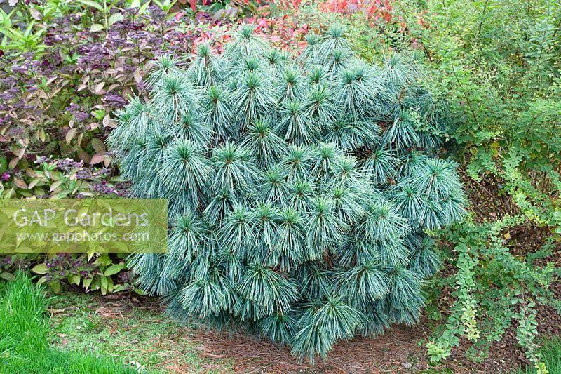 Pinus Wallichiana 'nana' - View 12 from www redcrocus com