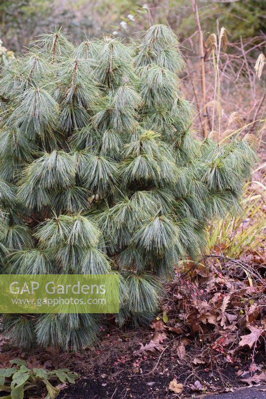 Pinus Wallichiana 'nana' - View 13 from www redcrocus com