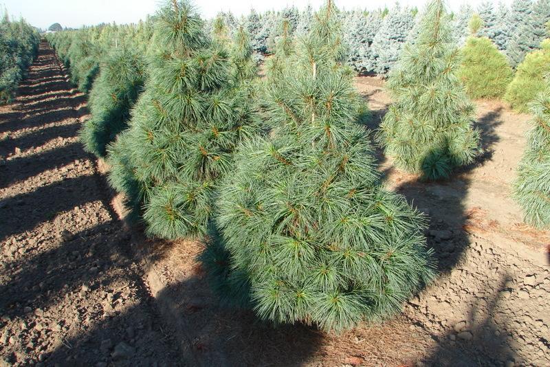 Pinus Wallichiana 'nana' - View 14 from www redcrocus com