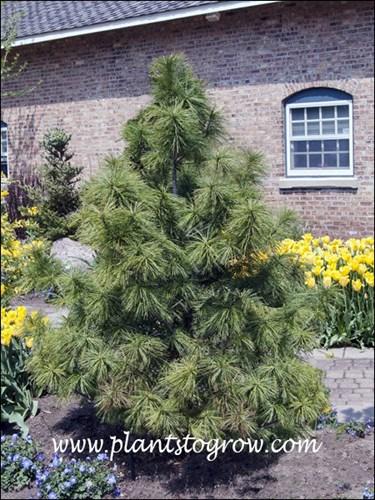 Pinus Wallichiana 'nana' - View 15 from www redcrocus com
