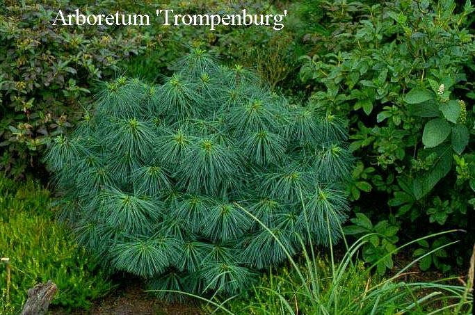 Pinus Wallichiana 'nana' - View 16 from www redcrocus com