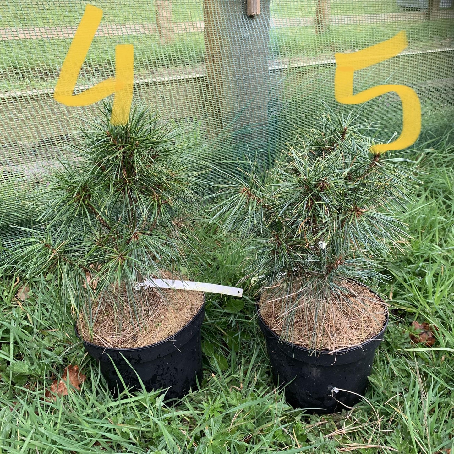Pinus Wallichiana 'nana' - View 17 from www redcrocus com