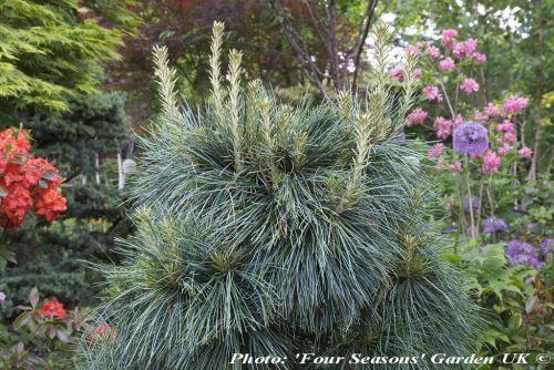 Pinus Wallichiana 'nana' - View 18 from www redcrocus com