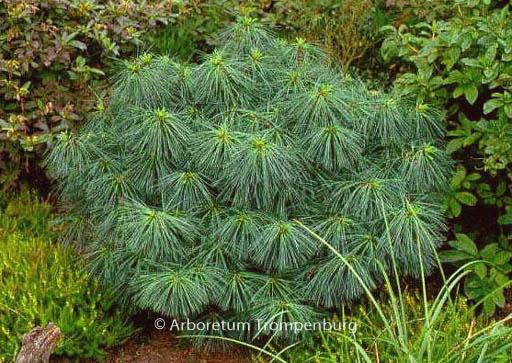 Pinus Wallichiana 'nana' - View 19 from www redcrocus com