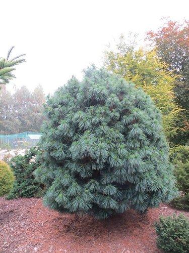 Pinus Wallichiana 'nana' - View 1 from www redcrocus com
