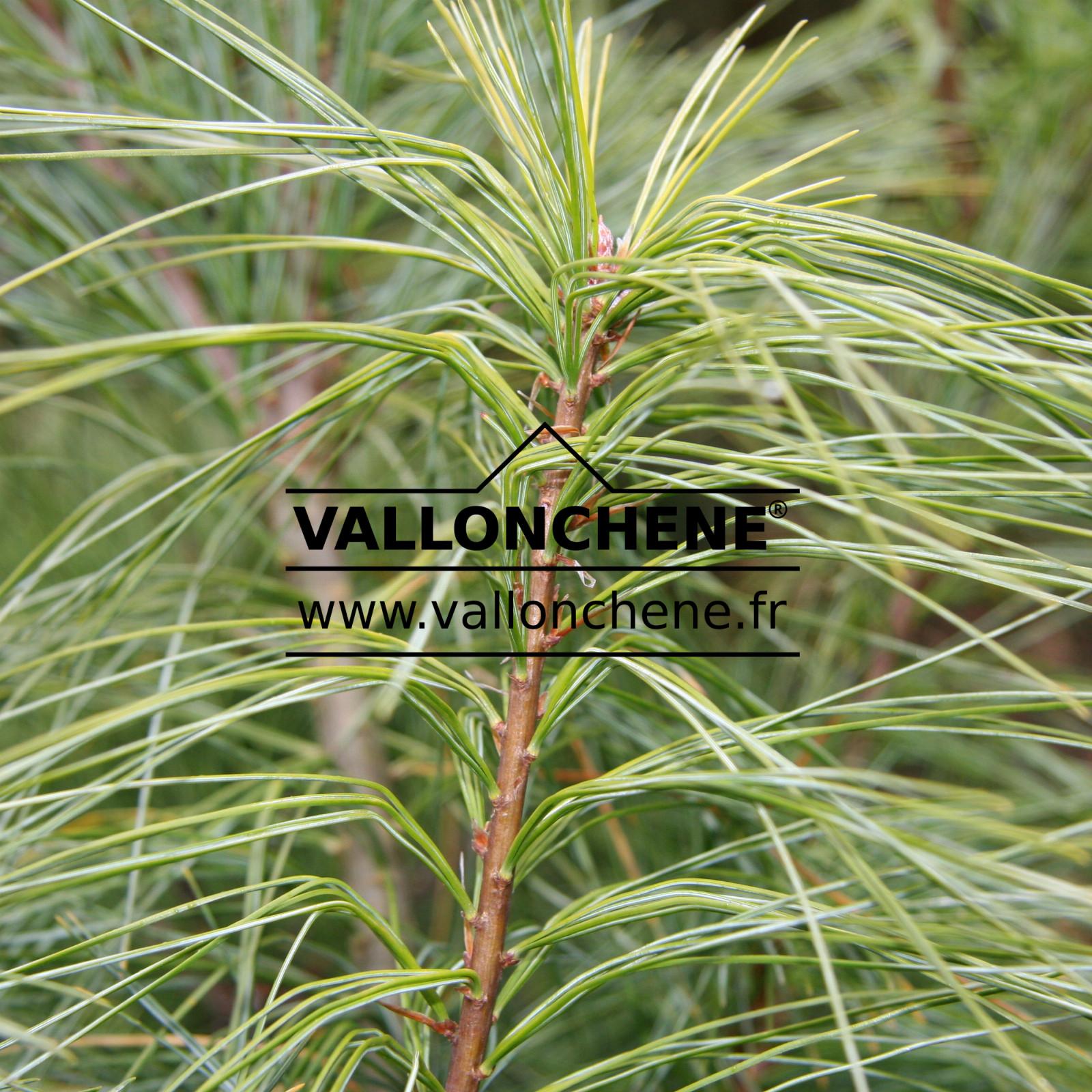 Pinus Wallichiana 'nana' - View 20 from www redcrocus com