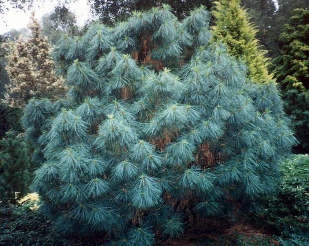 Pinus Wallichiana 'nana' - View 24 from www redcrocus com
