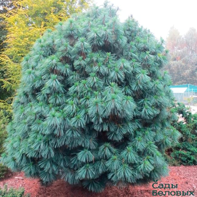 Pinus Wallichiana 'nana' - View 25 from www redcrocus com