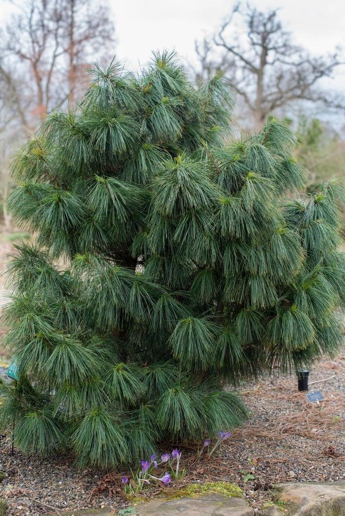 Pinus Wallichiana 'nana' - View 2 from www redcrocus com