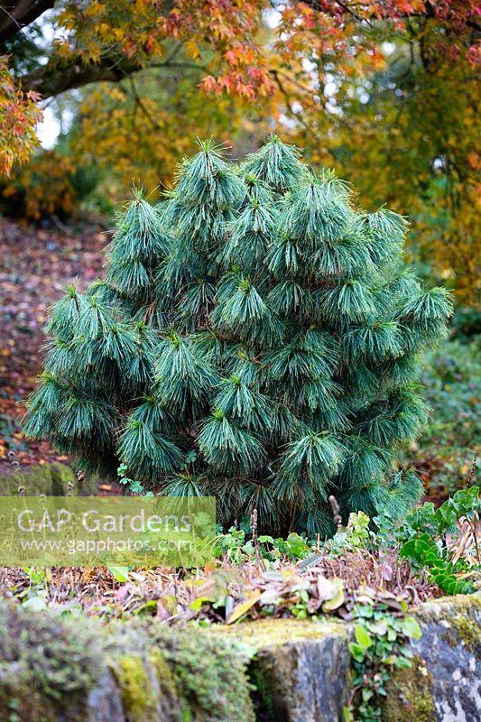 Pinus Wallichiana 'nana' - View 3 from www redcrocus com