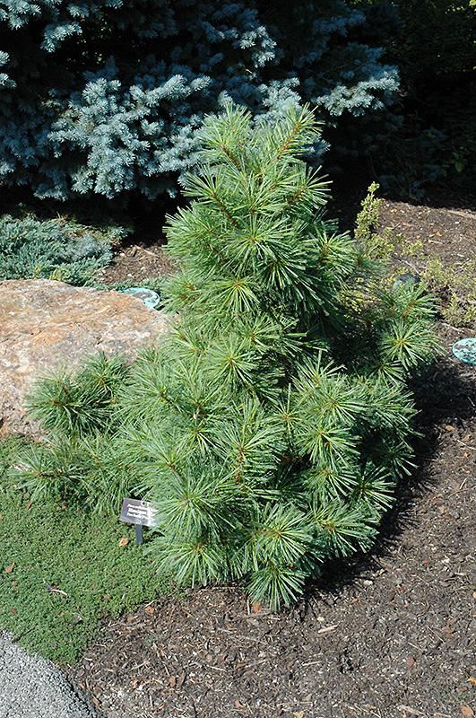 Pinus Wallichiana 'nana' - View 4 from www redcrocus com